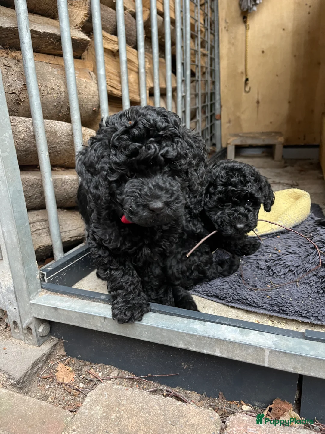 Maltipoo honden te koop: Maltipoo  - Advertentie 2