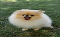 Pomeriaan honden te koop: Pomeranian❤️ - Afbeelding 8
