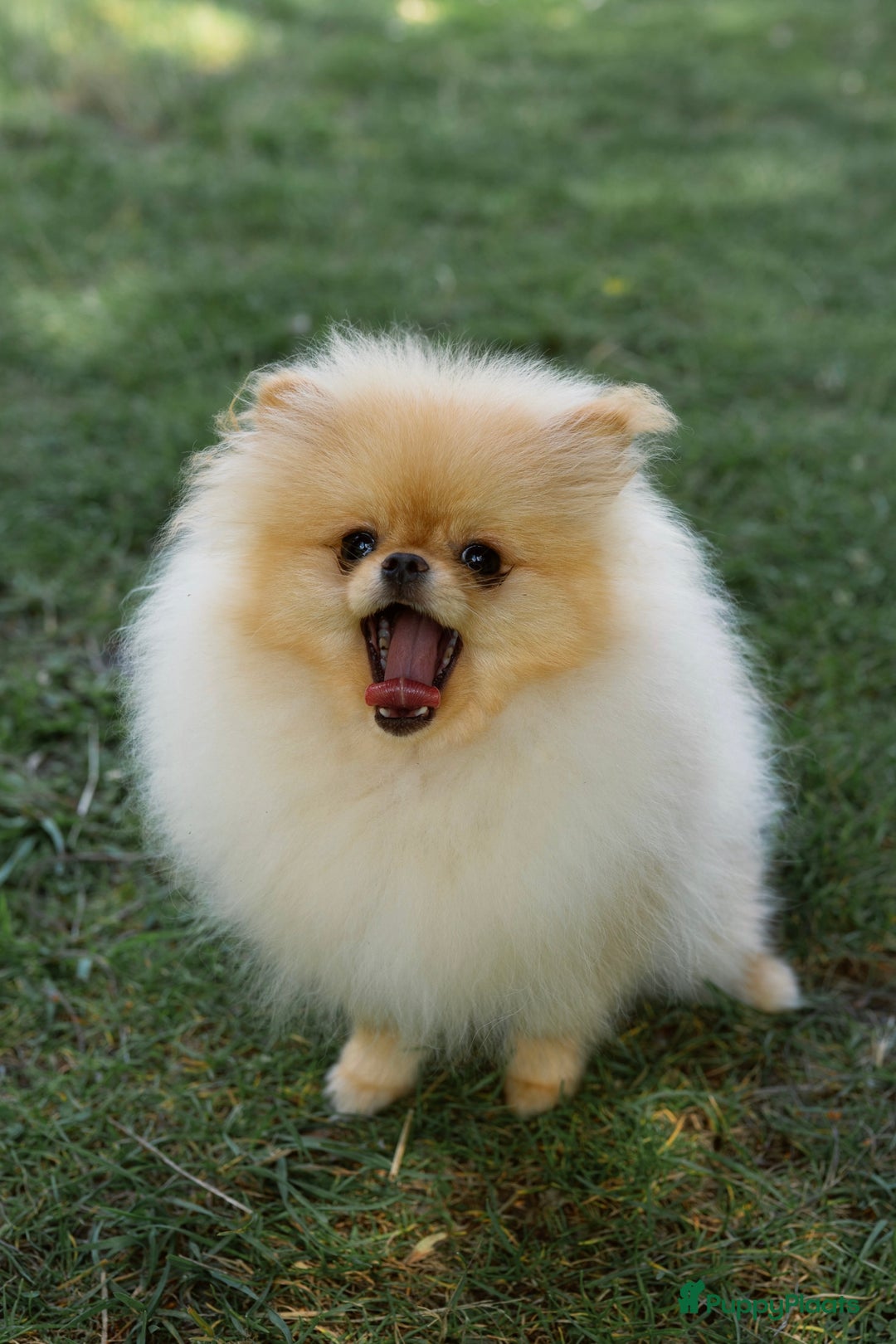 Pomeriaan honden te koop: Pomeranian❤️ - Afbeelding 8