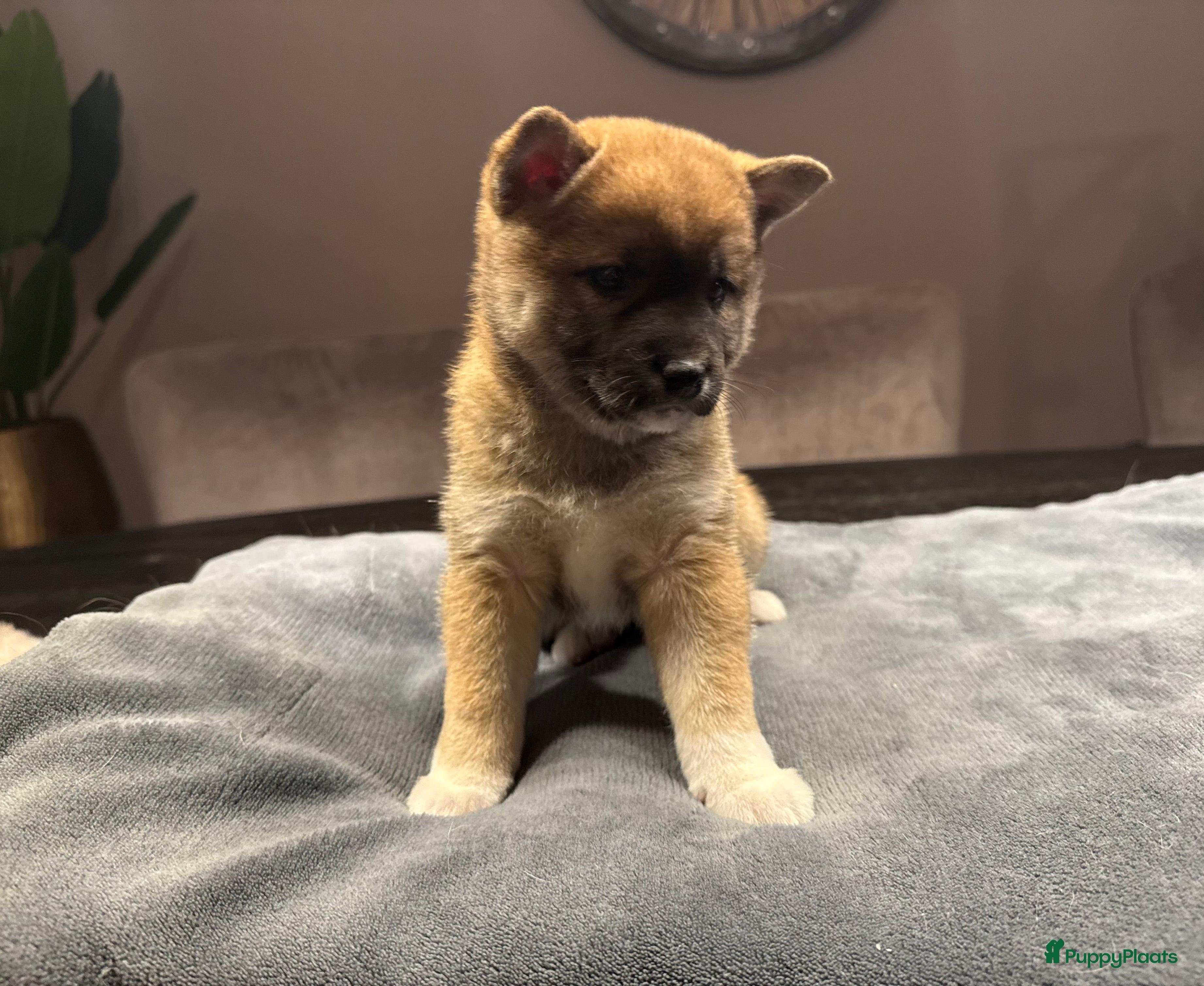 Shiba honden Shiba inu pups - Advertentie 3