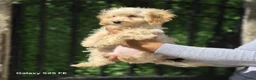 Poedel Toy honden te koop: Mini  Toy Poedel  - Advertentie 12