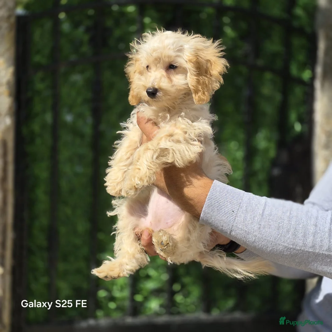 Poedel Toy honden te koop: Mini  Toy Poedel  - Advertentie 12