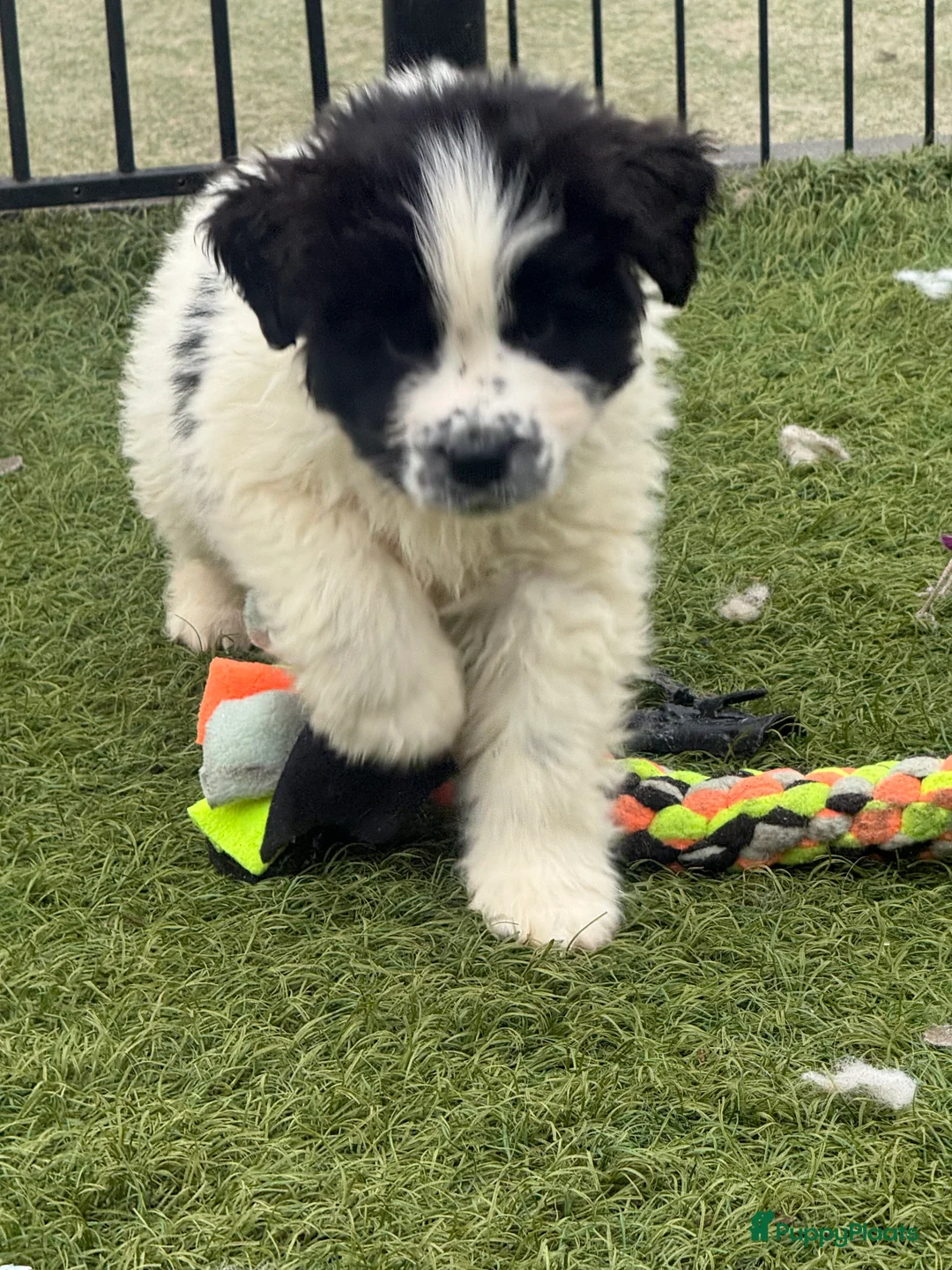 Newfoundlander honden te koop: Newfoundlander pups  - Advertentie 14