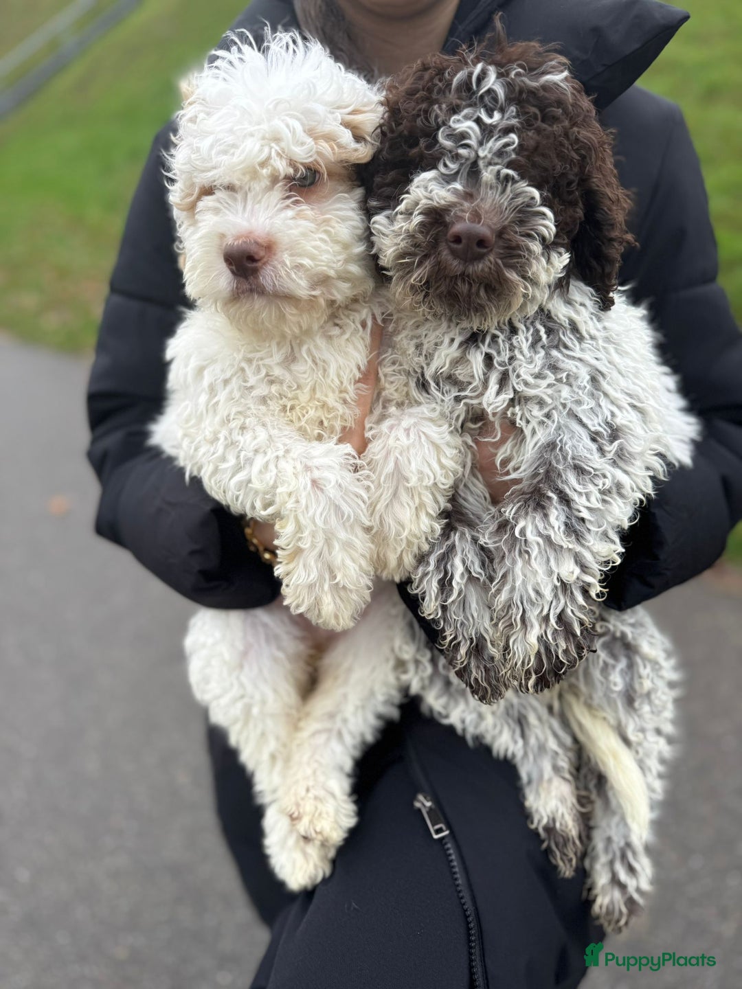 Lagotto Romagnolo honden te koop: Lagotto Romagnolo pups - Advertentie 16