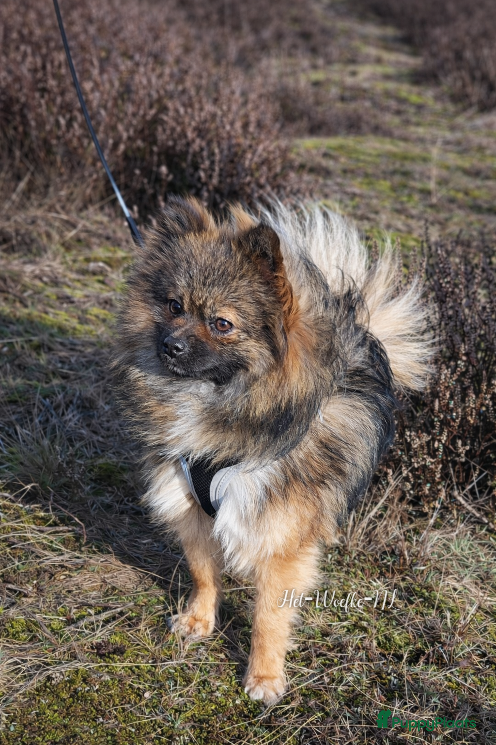 Pomeriaan honden Dwergkees / pomeriaan dekreu (niet tekoop) - Advertentie 1