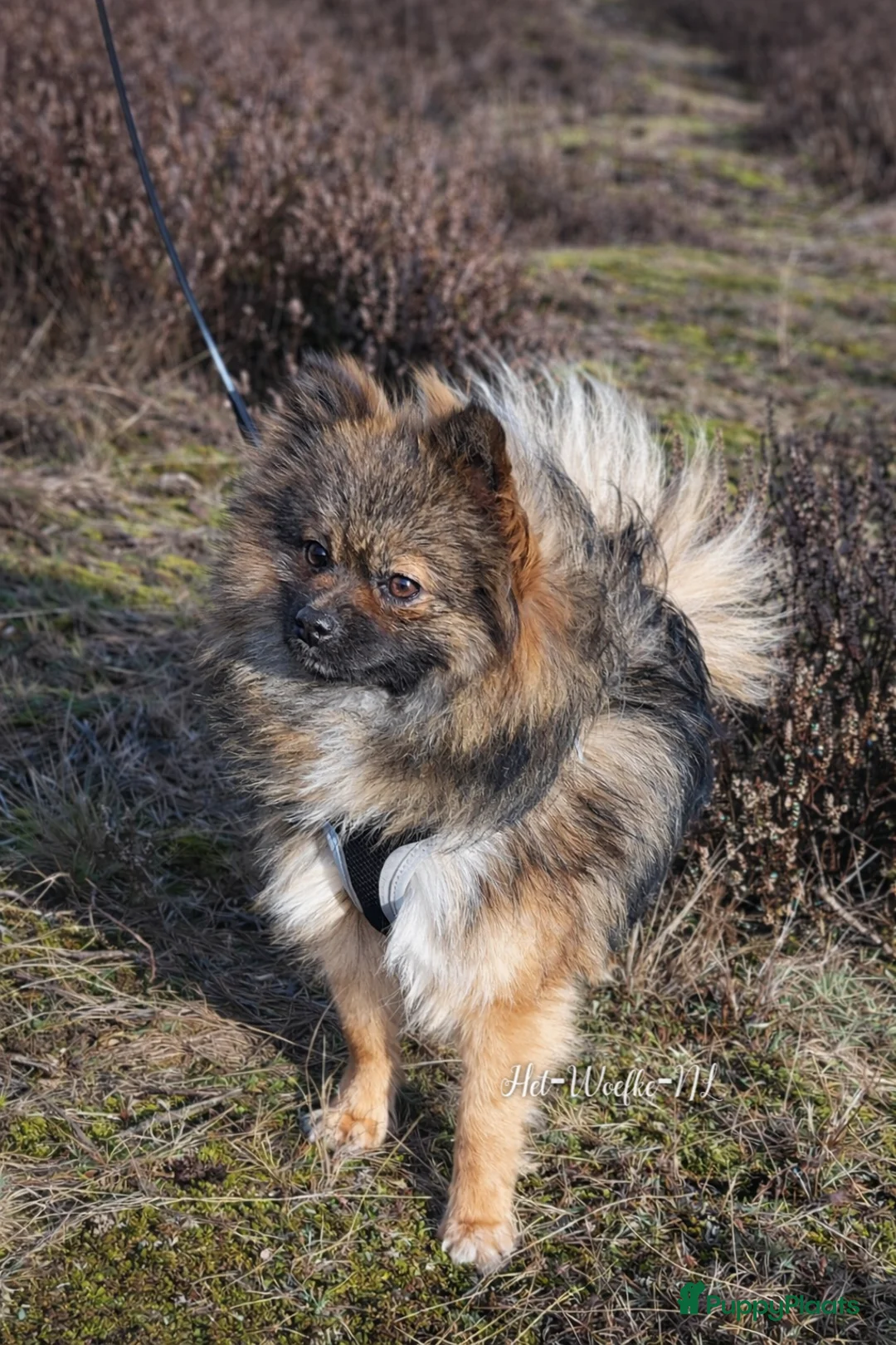 Pomeriaan honden ter dekking: Dwergkees / pomeriaan dekreu (niet tekoop) - Advertentie 1