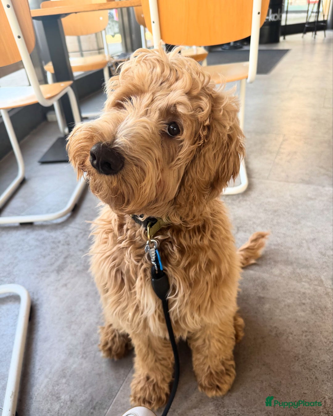 Australian Labradoodle honden te koop: Labradoodle medium ( Australian ) - Advertentie 30