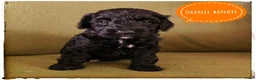 Labradoodle honden te koop: Mini labradoodle pups - Advertentie 9