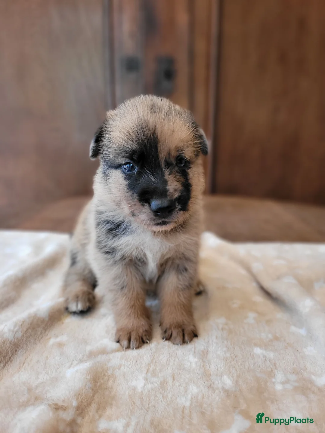 Kruising honden te koop: Mix Mechelse Herder X Australian Shepherd Puppy's  - Advertentie 15