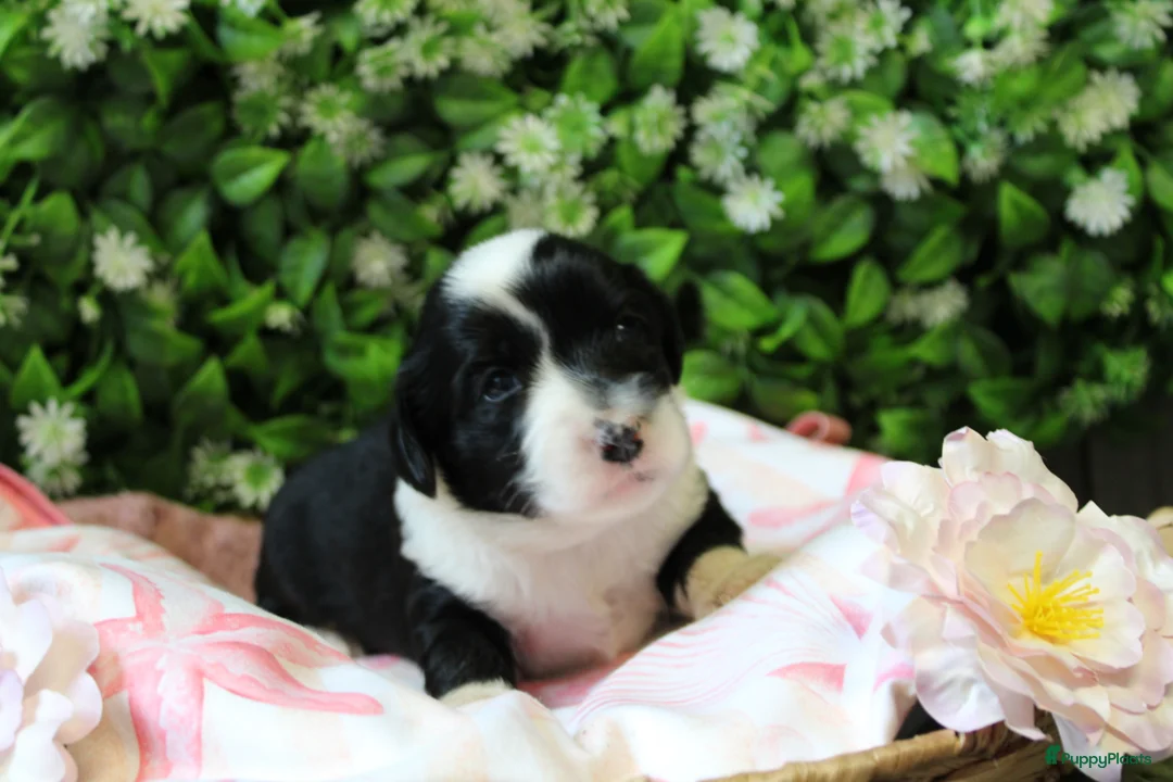 Tibetaanse Terriër honden te koop: Tibetaanse terrier pups  - Advertentie 1