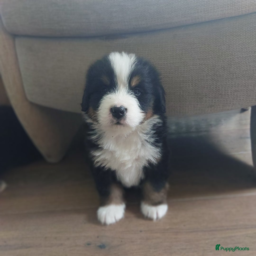Berner Sennenhond honden te koop: Berner sennen puppys met stamboom - Advertentie 2