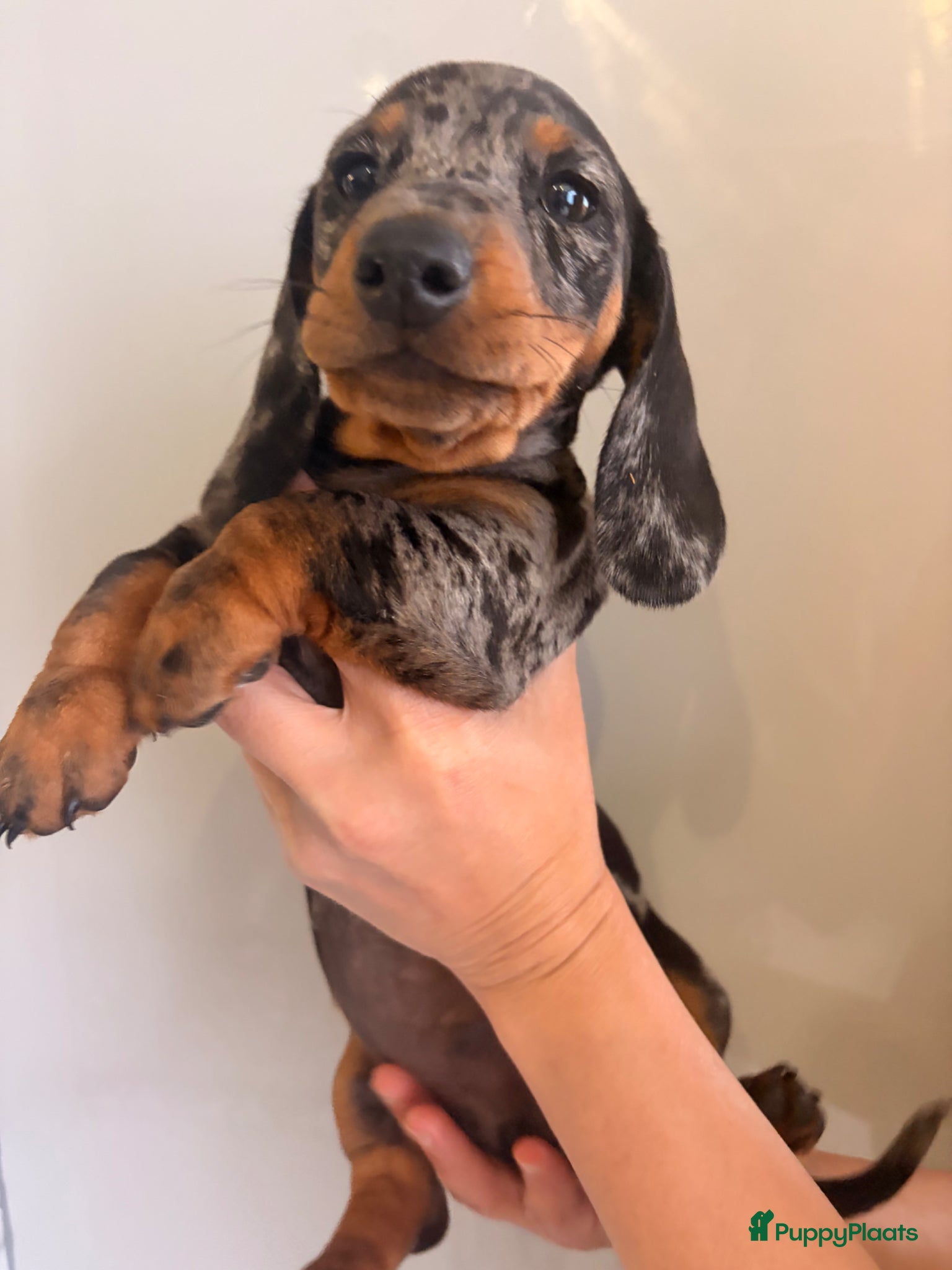 Teckel (korthaar)  honden te koop: Dwerg teckel pupjes. - Advertentie 11