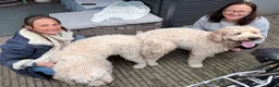 Goldendoodle honden te koop: Standaard goldendoodle pups fleece vacht - Advertentie 21