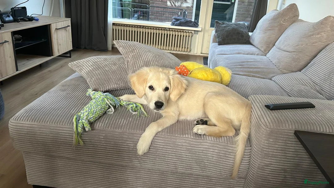 Golden Retriever honden te koop: 4 months old Golden Retriever - Advertentie 5