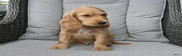 Engelse Cocker Spaniel honden te koop: Engelse Cocker Spaniel pups - Advertentie 8