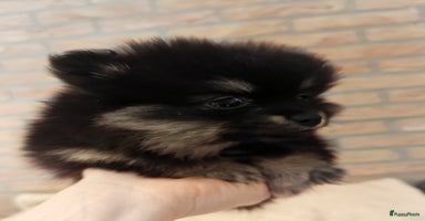 Pomeriaan honden - Advertentie 8