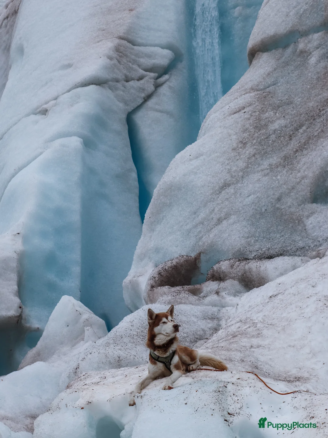 Siberische Husky honden ter dekking: Licht rode dekreu ter aanbieding in Roeselare - Advertentie 7