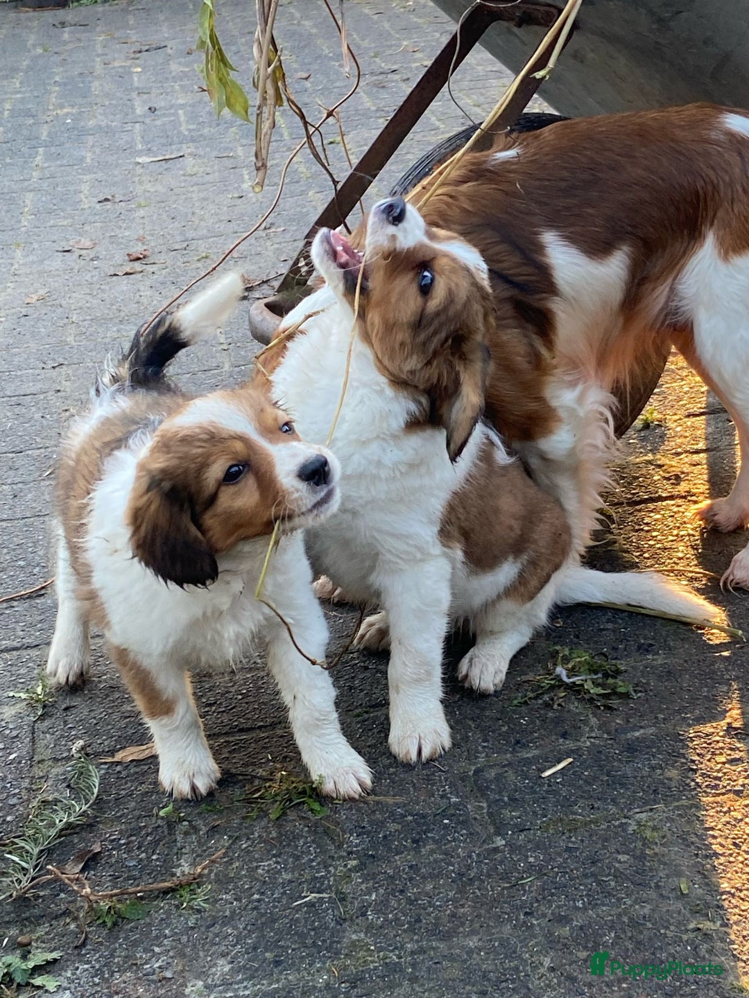 Kooikerhondje honden te koop: Prachtige kooikerpup, reutje - Advertentie 3