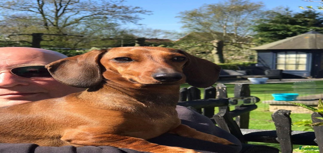 Galerij afbeelding {{count}}