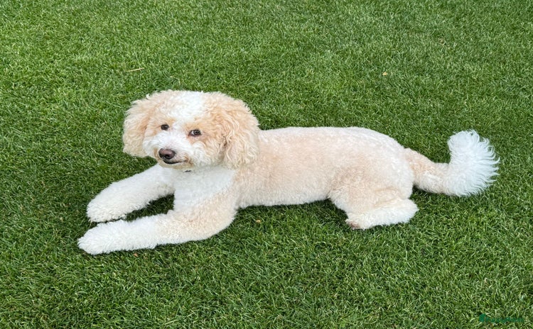 Maltipoo honden - Advertentie 8