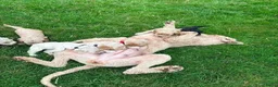 Cockapoo honden te koop: Amerikaanse Cockapoo pups - Advertentie 12