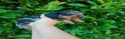 Teckel (korthaar)  honden te koop: Knappe dwergteckel pups - Advertentie 9