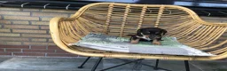 Jack Russel Terriër honden te koop: Mooie lieve Jack Russel puppy’s  - Advertentie 12