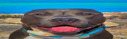 Kruising honden te koop: Red Nose Pitbull/Bully XL/stafford nest verwacht - Advertentie 11