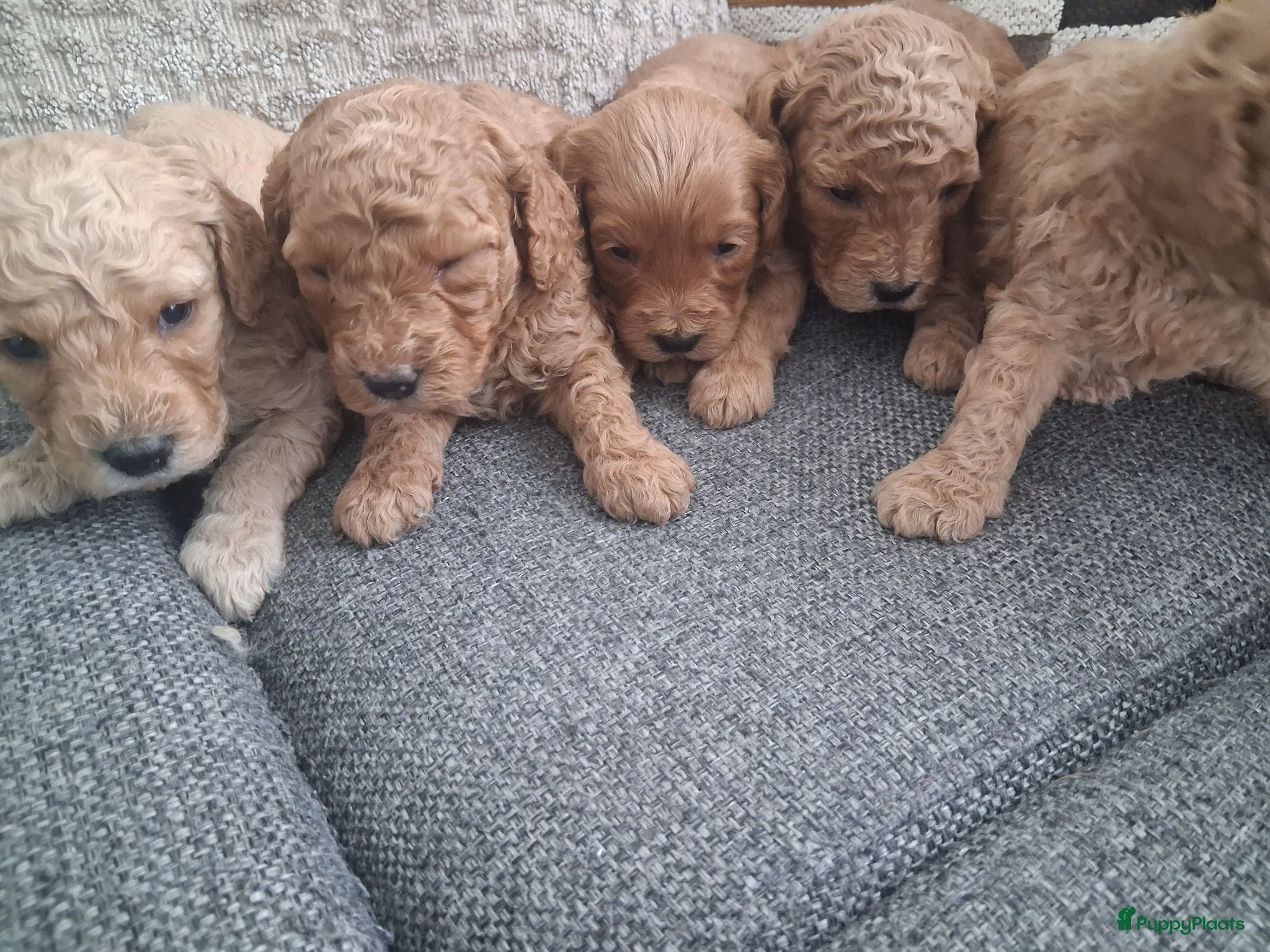 Australian Labradoodle honden Prachtige australian labradoodle puppy's  - Advertentie 2