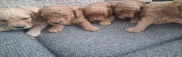 Australian Labradoodle honden te koop: Prachtige australian labradoodle puppy's  - Advertentie 2