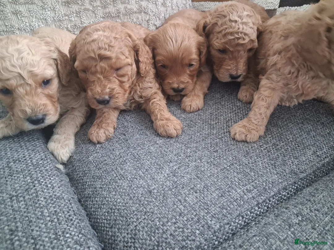 Australian Labradoodle honden te koop: Prachtige australian labradoodle puppy's  - Advertentie 2