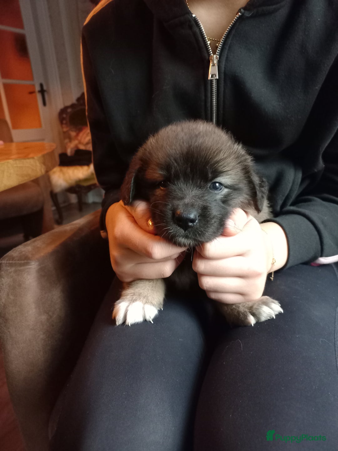 Kruising honden te koop: Mooie pups  mogen weg in de week van 27 november - Advertentie 20