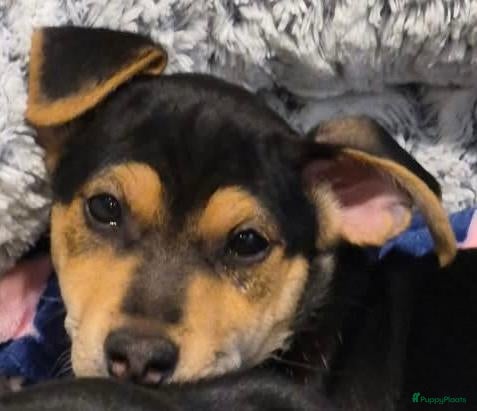 Jack Russel Terriër honden te koop: Jack russel pups zoeken liefdevolle thuis - Advertentie 3