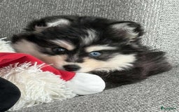 Pomsky honden te koop: Kleine pomsky in Essen - Afbeelding 3