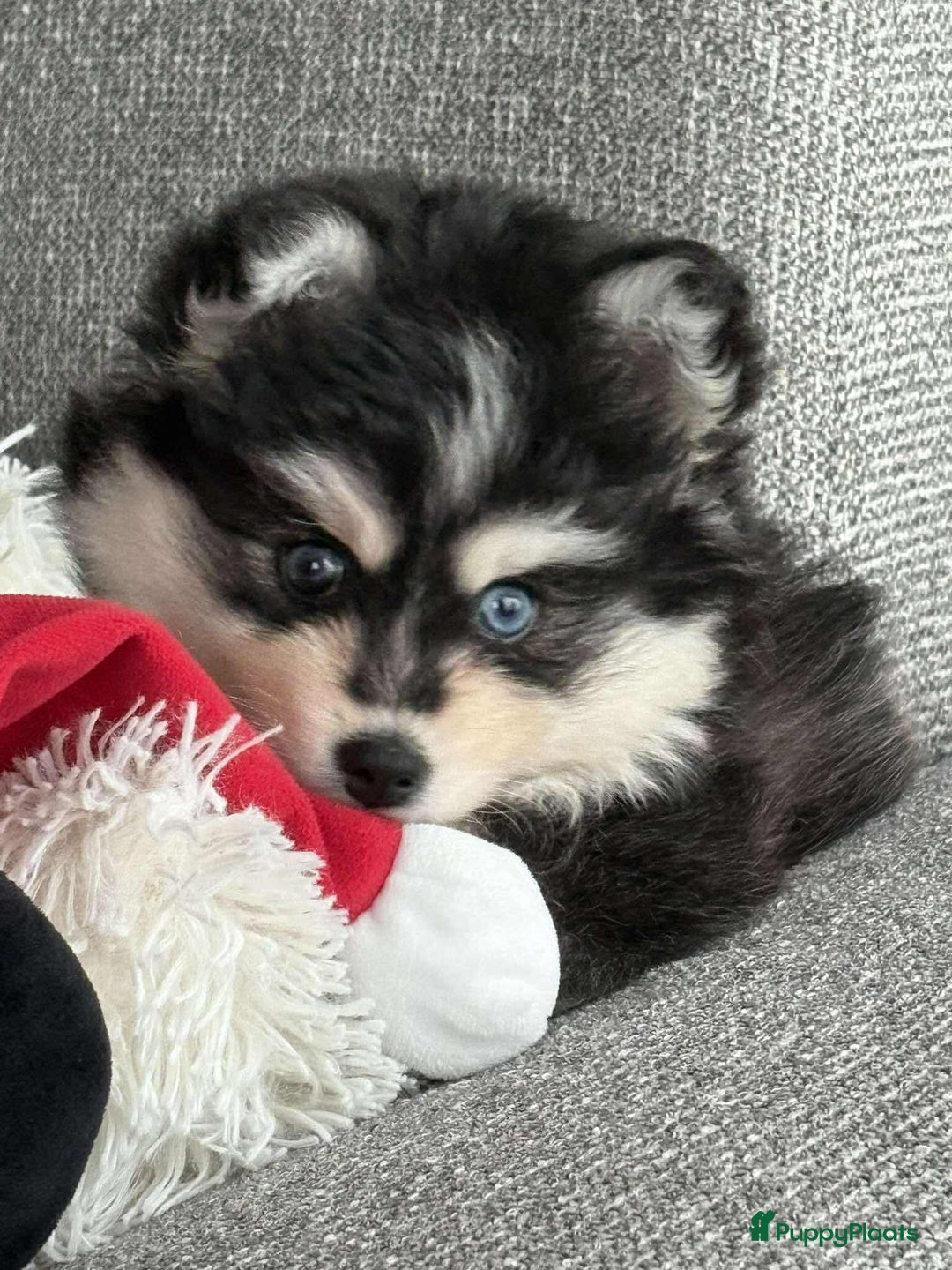 Pomsky honden te koop: Kleine pomsky in Essen - Afbeelding 3
