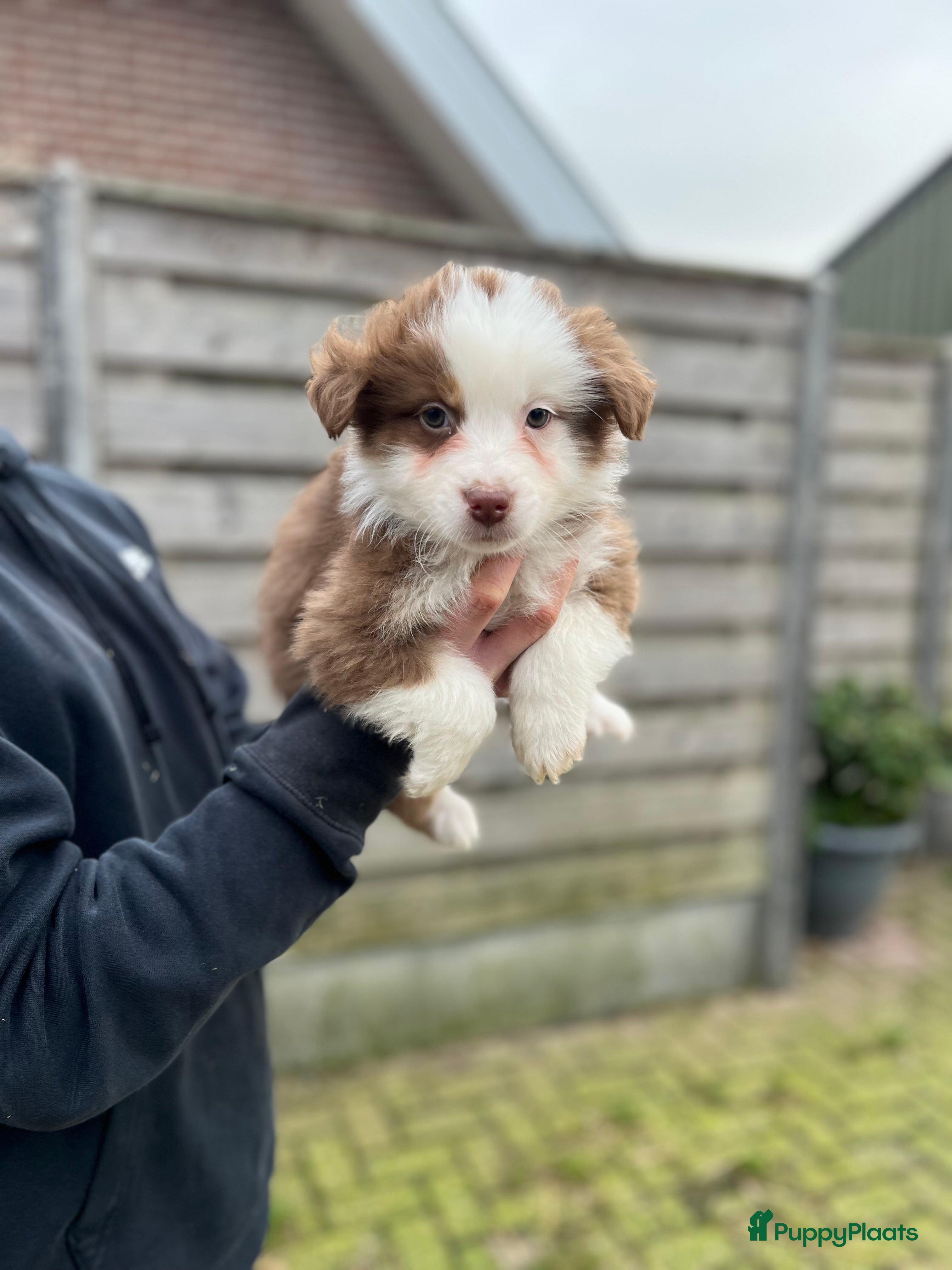 Australian Shepherd honden Mini australian shepherd  - Advertentie 2