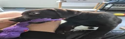 Labrador Retriever honden ter dekking: Lieve bruine Labrador reu 🐾 - Advertentie 3