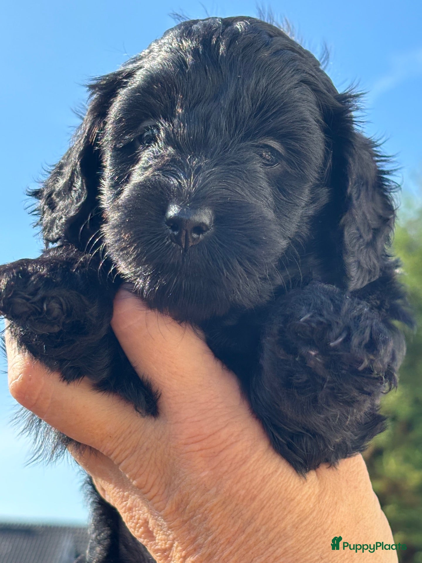 Kruising honden te koop: Doxiepoo zwart teefje  - Advertentie 8