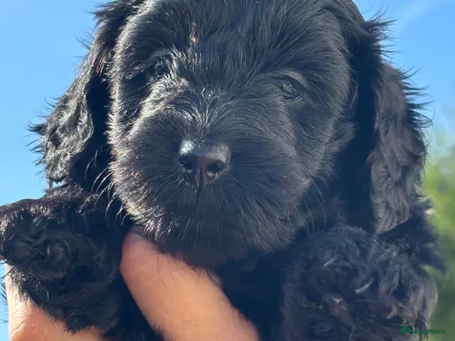 Kruising honden te koop: Doxiepoo zwart teefje - Advertentie 8