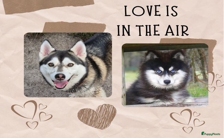 Pomsky honden - Advertentie 5