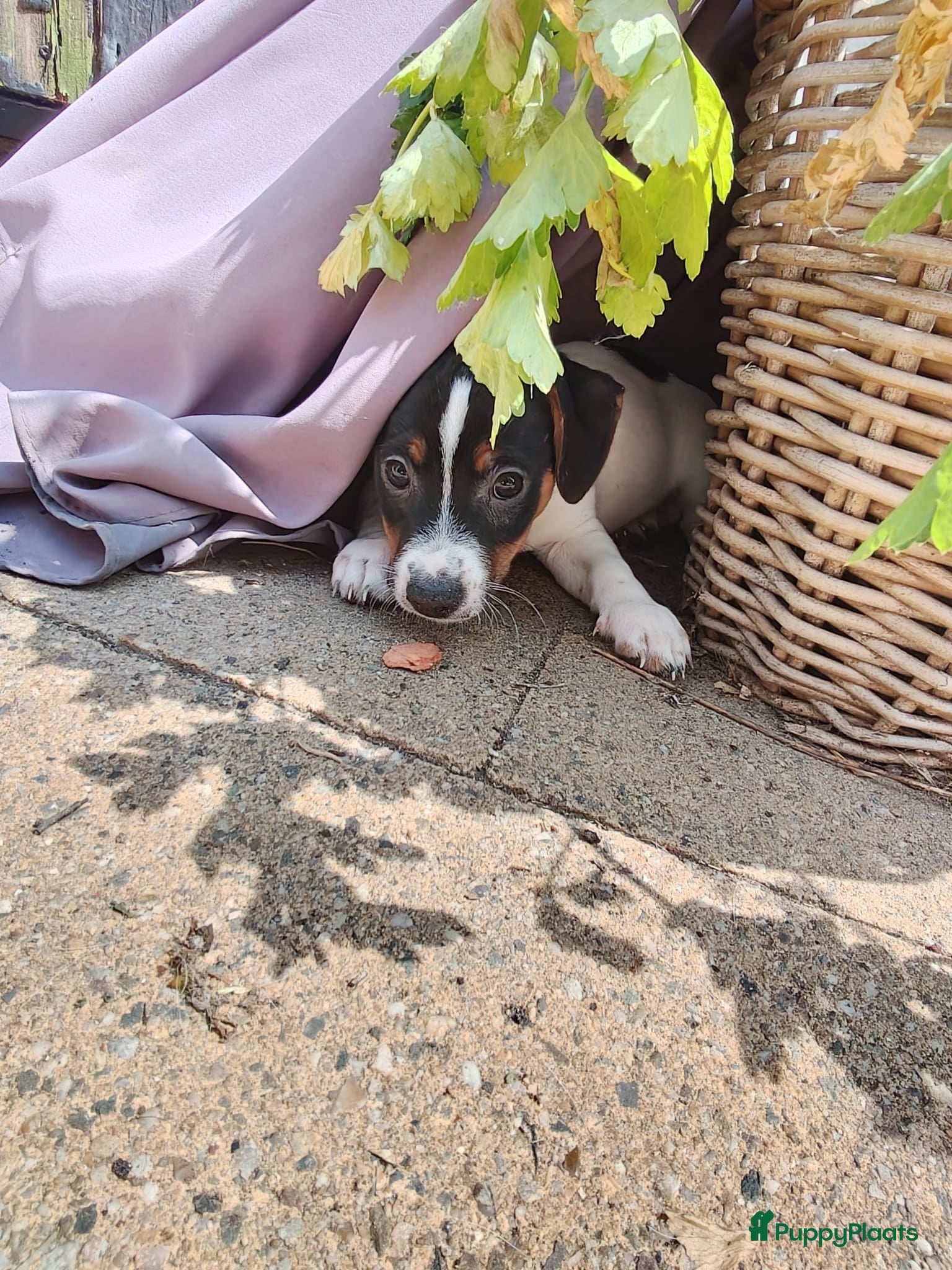 Jack Russel Terriër honden Lieve jack Russell pups te koop (2reutjes) - Advertentie 1