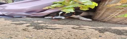 Jack Russel Terriër honden te koop: Lieve jack Russell pups te koop (2reutjes) - Advertentie 1