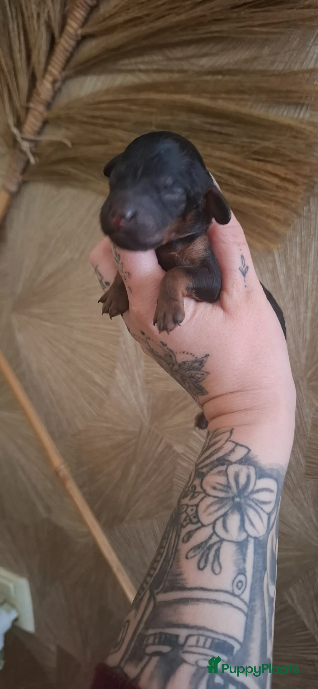 Kruising honden te koop: 🩷💙GEBOREN Toy / dwerg poedel pups STAMBOOM 🩷💙 - Advertentie 12
