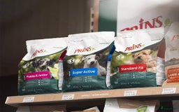 Norfolk Terriër honden te koop: Te koop 2 herplaats Norfolk teefjes - Afbeelding 3