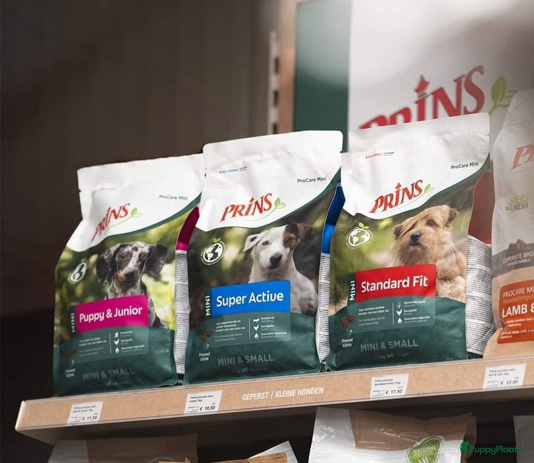 Norfolk Terriër honden te koop: Te koop 2 herplaats Norfolk teefjes - Afbeelding 3