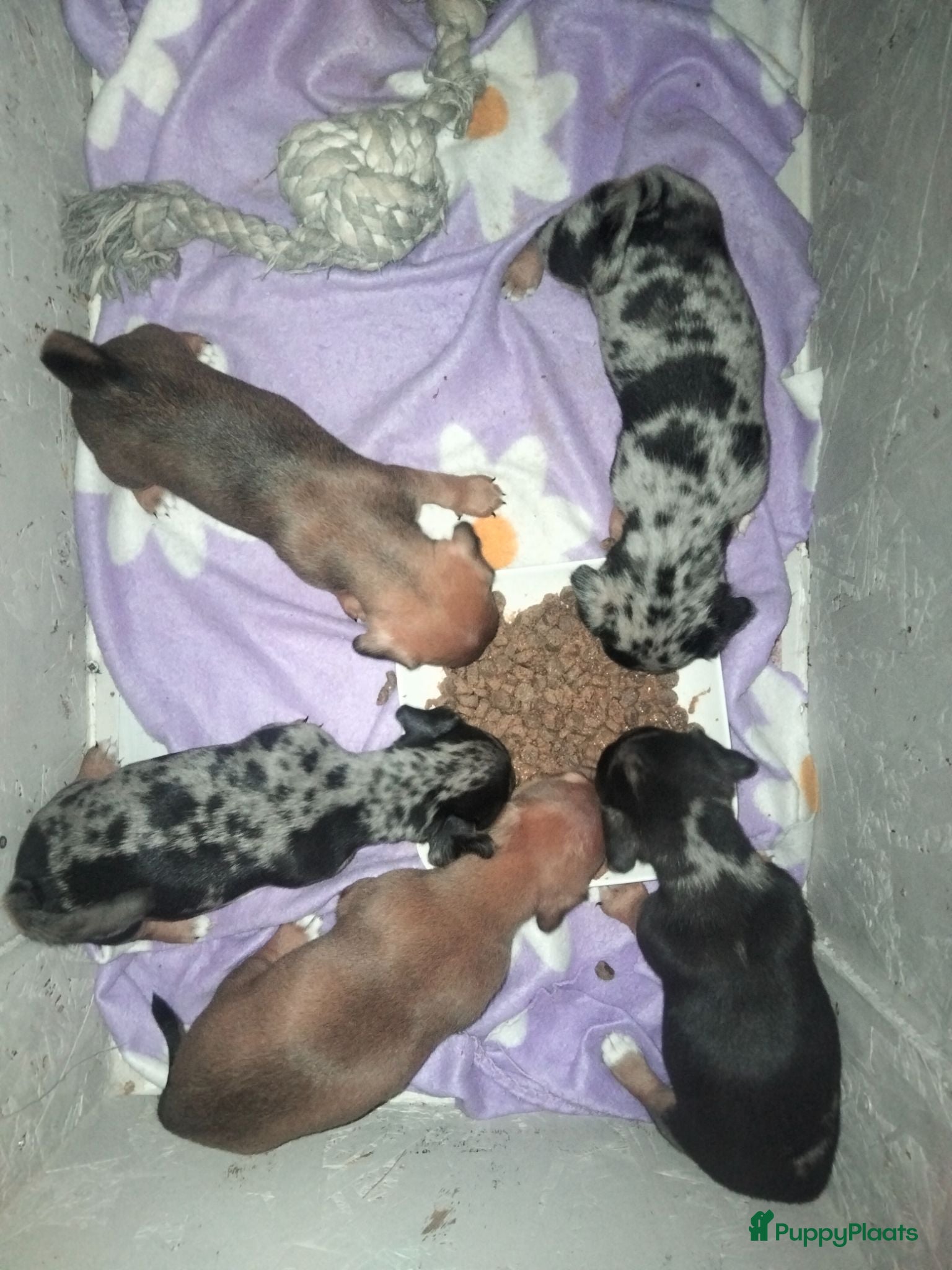 Jack Russel Terriër honden 5 leuke jack russel pups - Advertentie 4