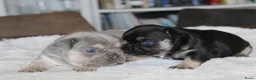 Franse Bulldog honden te koop: Franse Bulldog pups goed opgevoed- België  - Advertentie 5