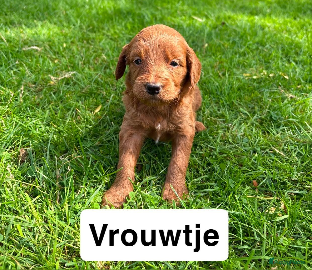 Goldendoodle honden Goldendoodles F1B - Advertentie 1
