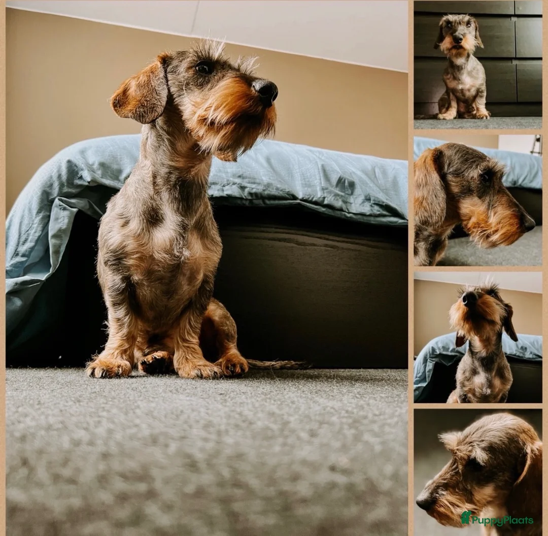 Ruwhaar Teckel honden te koop: 🌼Schattige ruwharige teckel pups🌼 - Advertentie 2