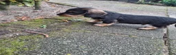 Dwergteckel honden te koop: Ruwharig dwergteckel pups - Advertentie 7
